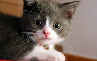 Обои котенок, усы, домашняя короткошерстная кошка, нос, кошки, кошачий, кошки мелких и средних размеров, позвоночные, млекопитающее, крупным планом, кошка, кошка как млекопитающее