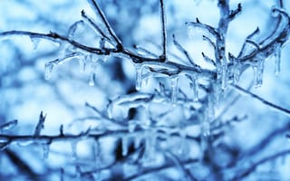 Обои зима, бесплатные изображения, вода, синий, ветвь, погода, мороз, лист, крупным планом, замораживание, снег, макросъёмка, лед, стебель растения, пейзажи, природа, дерево, веточка