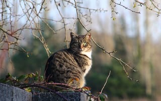 Картинка кошка, дерево, кошки, стоя