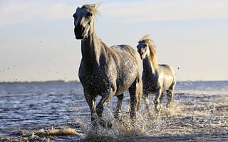 Обои море, кобыла, млекопитающее, животные, конский волос, лошадь, бесплатные изображения, стадо, белый, белый конь, дикая природа, лошадь мустанг, жеребец, позвоночные, грива, верховая езда, лошадь как млекопитающее