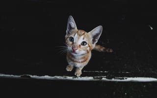Картинка котенок, полосатый, кошки