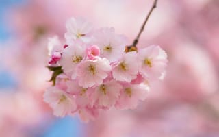 Обои цветущая ветка, цветение, весна, цветы, дерево, макро, флора, Sakura Bavariae