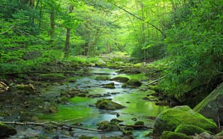 Картинка Пенсильвания, экосистема, джунгли, водоём, monroecounty, природа, sevenpinesmountain, река, растительность, осень, ручей, дерево, лес, лесной массив, поконос, тропический лес, природный заповедник, водно-болотные угодья, государственные земли221, географическая особенность, Creative Commons, деревья, водосток, лист, окружающая природа, старовозрастный лес, бесплатные изображения, биом, тугайный лес, мох, sgl221, пеший туризм, овраг, лето, государственная земля221, пруд, дикая местность, 