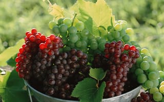 Картинка виноград, размытый, листья, фрукты, red and green
