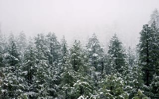 Обои лес, погода, ель, снег, зима, пейзажи, мороз, природа, сезон, вечнозелёный, замораживание, древесное растение, бесплатные изображения, растение, ветвь, дерево, экосистема, атмосферное явление, пейзаж