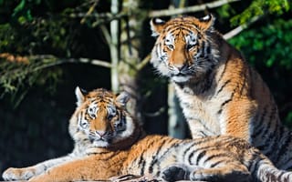 Обои тигр тигры, взгляд