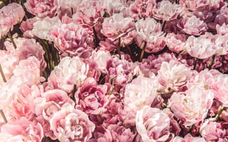 Картинка порядок роз, классное, роза сентифолия, растение, тюльпан, цветок, роза, травянистое растение, кустарник, садовые розы, бесплатные изображения, розовый, флористика, цветы, классная фотография, флорибунда, лепесток, цветущее растение, весна, срезанные цветы, розовая семья, организация цветов, пион