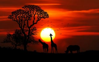 Картинка закат, силуэт, пейзажи, носорог, жираф, животные