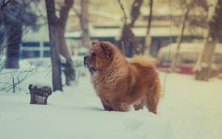 Обои пушистые, собаки, собака чау-чау, стоя, снег