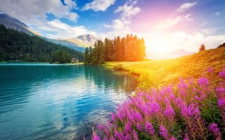 Картинка цветы, озеро, холмы