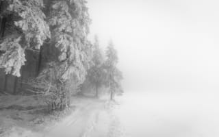 Картинка снег, деревья, природа, снежная буря, зима, путь