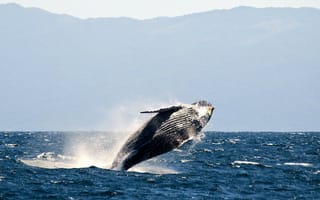 Обои море, позвоночные, животные, серый кит, подводный мир, киты дельфины и морские свиньи, кит, млекопитающее, морское млекопитающее, горбатый кит