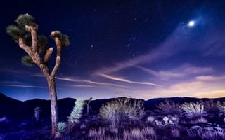 Картинка Joshua Tree National Park, ночь, California
