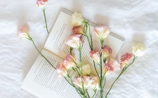 Картинка белые розы, письма, книга