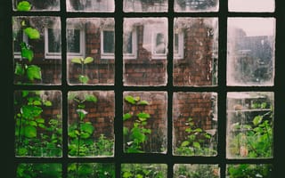Картинка окно, стекло, природа, зелёные листья, ботаника, текстуры, здание, кирпич, наружная конструкция, оконная панель