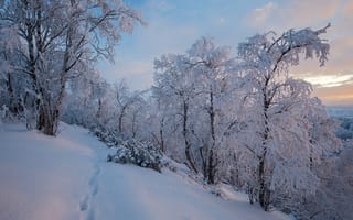 Картинка Finland, зима, Lapland, Финляндия, деревья, Лапландия, снег, пейзаж, закат