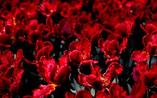 Картинка красные тюльпаны, сад, близко, лепестки, поле
