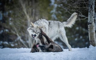 Обои животное, снег, волк, животные дерутся, борьба, волки снег, двое, волки двое
