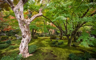 Картинка природа, японские сады, Япония, деревья, сады, садовые деревья, kyoto