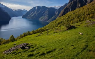 Картинка природа, овец, горы, Mountains Norway, Норвегия, фьорд
