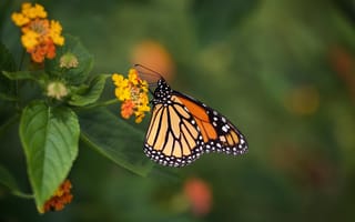 Картинка животное, бабочка, насекомые, монархическая бабочка