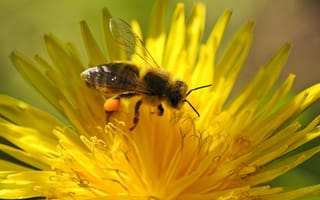 Картинка пчела, опыление, насекомое, жёлтый цветок