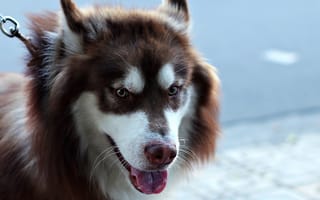 Картинка собака, коричневый, хаски, величественная