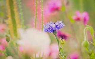 Картинка пурпурный цветок, ветви, цветы, фотографии на телефон, листья, лепестки