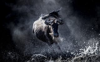 Картинка антилопа гну, дикие, Африка, запущена, разное, животные, гну