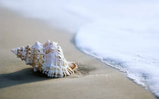 Картинка ракушка, песок, пляж, море, улитка