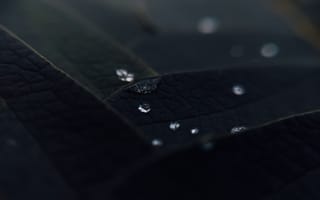 Картинка капли воды, дождь, макро, чёрные листья