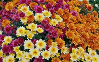 Картинка клумба, разноцветные хризантемы, цветы, лепестки
