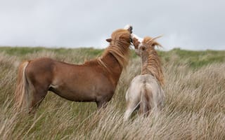 Обои животное, лошади, лошадиная трава, второй конь, лошадиные луга, луговая трава, лугопастбищные угодья, трава, пони