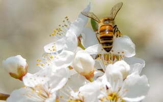 Картинка пчелы, сезоны, весна, насекомые