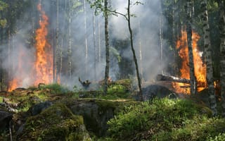 Картинка геологическое явление, дерево, осень, среда обитания, пожар, джунгли, дым, лесной пожар, b tfors, окружающая природа, жжение, лес, природа, горячие, мероприятие, золы, тропический лес, Швеция, сжигание для сохранения, сохранение