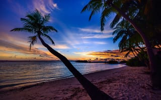 Картинка кокос, деревья, облака, пейзажи, природа, пляж, небо