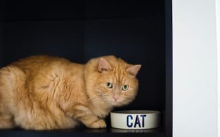 Картинка кошка, пушистые, картинки на рабочий стол, милая, кошки, рыжий кот