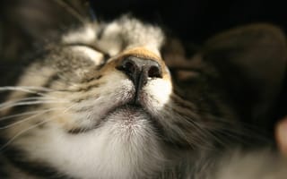 Картинка спать, кошка, котенок, морда