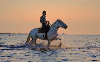 Обои лошадь, лошадь мустанг, животные, верховая езда, животное, песок, план водоснабжения, млекопитающее, бесплатные изображения, жеребец, джемпер, море, лошадь как млекопитающее, лошади, пеший туризм, пляж