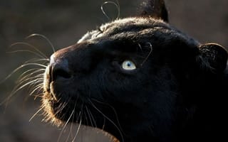 Обои усы, животные, кошка как млекопитающее, кошка, дикая природа, черный, большие кошки, черная кошка, позвоночные, нос, хищницы, лев, морда, пантеры, крупным планом, млекопитающих, чёрная пантера, глаз, кошки мелких и средних размеров, фауны, кошки