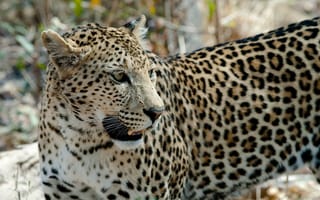Картинка дикая природа, Ботсвана, кошки, леопард, зоопарк, большие кошки, позвоночные, гепард, Jaguar, фауна, усы, Савути, кошка