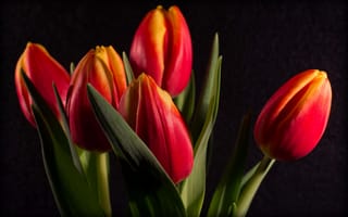 Картинка тюльпаны, тюльпан, чёрный, букет, цветы, флора