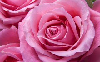 Обои лепесток, флорибунда, розовый, садовые розы, розы, роза сентифолия, флора, любовь, цветы, наземное растение, цветущее растение, семья, природа, порядок роз, бесплатные изображения, цветок, макросъёмка, розовая семья, тендер, растение, роза