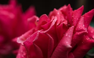 Картинка лепестки роз, макро, цветы, капли воды