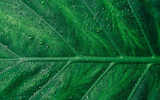 Картинка семейство травянистых, роса, макро, капли росы, картинки на телефон, бесплатные изображения, капли воды, зеленый лист, капли дождя, макросъёмка