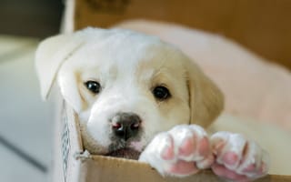 Картинка белый, щенячья любовь, лабрадор-ретривер, щенок, собакоподобное млекопитающее, позвоночные, собаки, коробка, млекопитающее, межпородные скрещивания собак, нос, собака