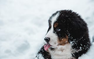 Картинка симпатичный щенок, снег, собака, собаки, язык, картинки на рабочий стол