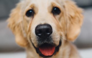 Картинка золотой ретривер, собака, восхитительна, морда, собаки, милая