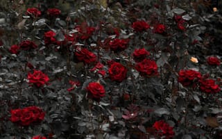 Картинка красные розы, цветы, листья, сад