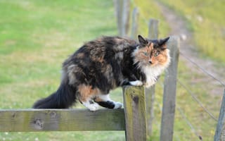 Картинка котенок, sneaky expression, забор, кошки
